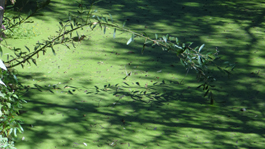 Algae with Branch & Shadow, San Joaquin Wildlife Sanctuary Irvine CA